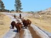 harding-land-and-cattle_014