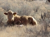 harding-land-and-cattle_023