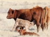 harding-land-and-cattle_024
