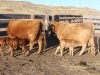 harding-land-and-cattle_026
