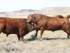 harding-land-and-cattle_056