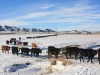 harding-land-and-cattle_073