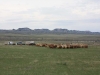 harding-land-and-cattle_088