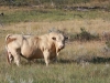 harding-land-and-cattle_100