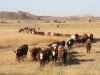 harding-land-and-cattle_105