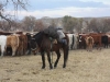 harding-land-and-cattle_106