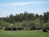 harding-land-and-cattle_109