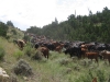 harding-land-and-cattle_113