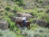 harding-land-and-cattle_118