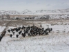 harding-land-and-cattle_124