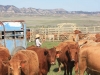 harding-land-and-cattle_127
