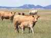 harding-land-and-cattle_128