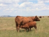 harding-land-and-cattle_129