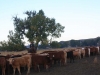 harding-land-and-cattle_137