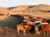 harding-land-and-cattle_139