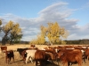 harding-land-and-cattle_141