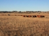 harding-land-and-cattle_143
