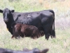 harding-land-and-cattle_154