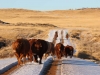 harding-land-and-cattle_156