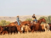harding-land-and-cattle_181