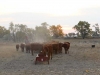 harding-land-and-cattle_183