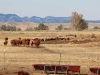 harding-land-and-cattle_187