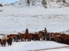 harding-land-and-cattle_197