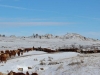 harding-land-and-cattle_198