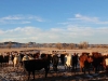 harding-land-and-cattle_201