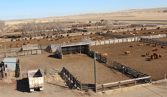 feedlot cattle operation farm ranch head harding 1000